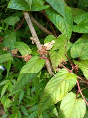 Cissus discolor