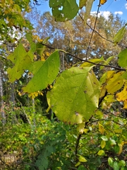 Celastrus orbiculatus