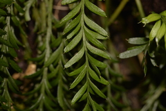Tmesipteris truncata