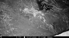 Spilogale gracilis