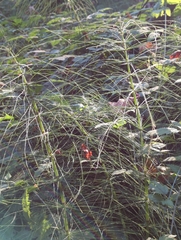 Equisetum telmateia