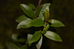 Metrosideros sclerocarpa