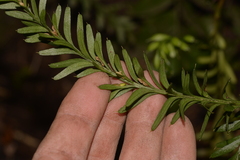 Tmesipteris truncata