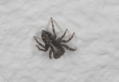 Pseudeuophrys lanigera