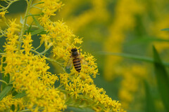 Apis cerana japonica
