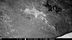 Spilogale gracilis