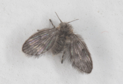 Pneumia trivialis