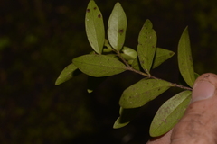 Metrosideros sclerocarpa