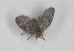 Pneumia trivialis
