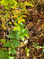 Solidago rugosa