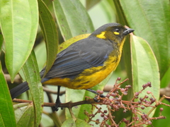 Anisognathus lacrymosus