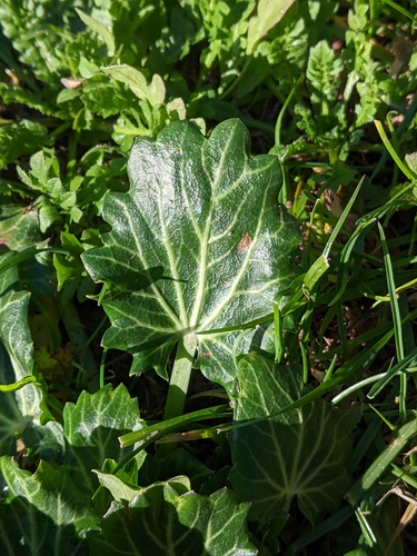 Eryngium variifolium, photograph 6