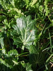 Eryngium variifolium