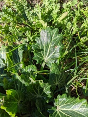 Eryngium variifolium