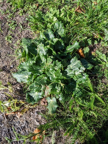 Eryngium variifolium, photograph 5