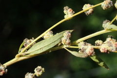 Chenopodium album