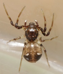 Parasmodix quadrituberculata