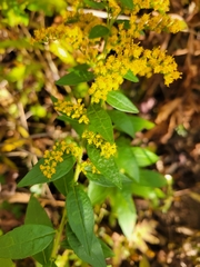 Solidago rugosa