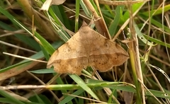 Anticarsia irrorata