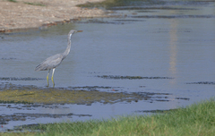 Egretta gularis