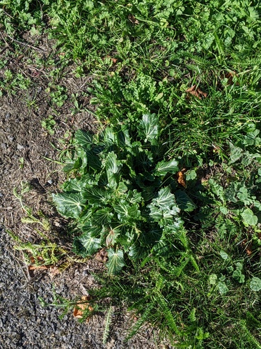 Eryngium variifolium, photograph 4