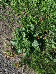 Eryngium variifolium