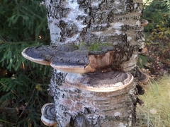 Phellinus nigricans