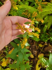Solidago rugosa