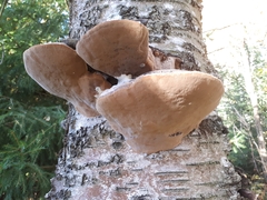 Phellinus nigricans