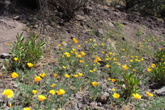 Eschscholzia californica