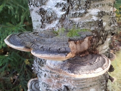 Phellinus nigricans