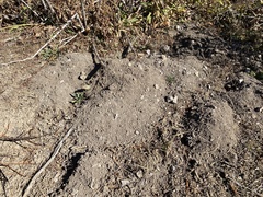 Thomomys monticola