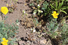 Eschscholzia californica