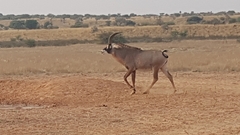 Hippotragus equinus equinus