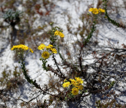 Image of Chrysopsis godfreyi by (c) Lauren McLaurin, some rights reserved (CC BY)