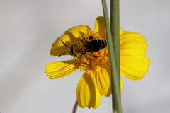 Hesperapis oraria