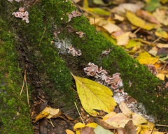 Chondrostereum purpureum