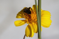 Hesperapis oraria