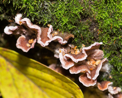 Chondrostereum purpureum