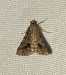 Frederickia s-signata