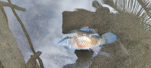 Pacifische dikkop-slaapgrondel (Dormitator latifrons) — Eleotridae — 3