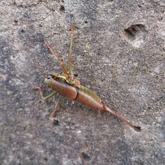 Eupholidoptera schmidti
