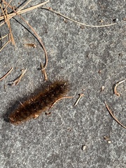 Pyrrharctia isabella