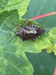 Pinthaeus sanguinipes