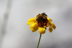Hesperapis oraria