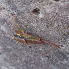 Eupholidoptera schmidti