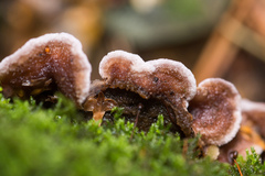 Chondrostereum purpureum