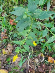 Solidago rugosa