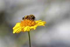 Hesperapis oraria