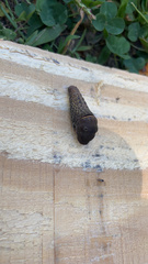 Lepidoptera